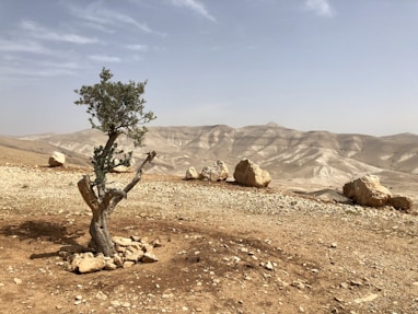 green tree on brown sand during daytime