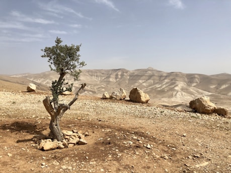 green tree on brown sand during daytime
