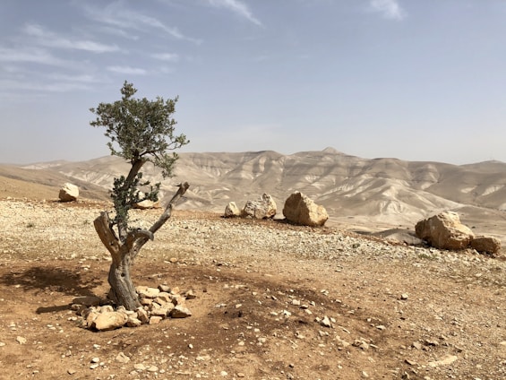 green tree on brown sand during daytime