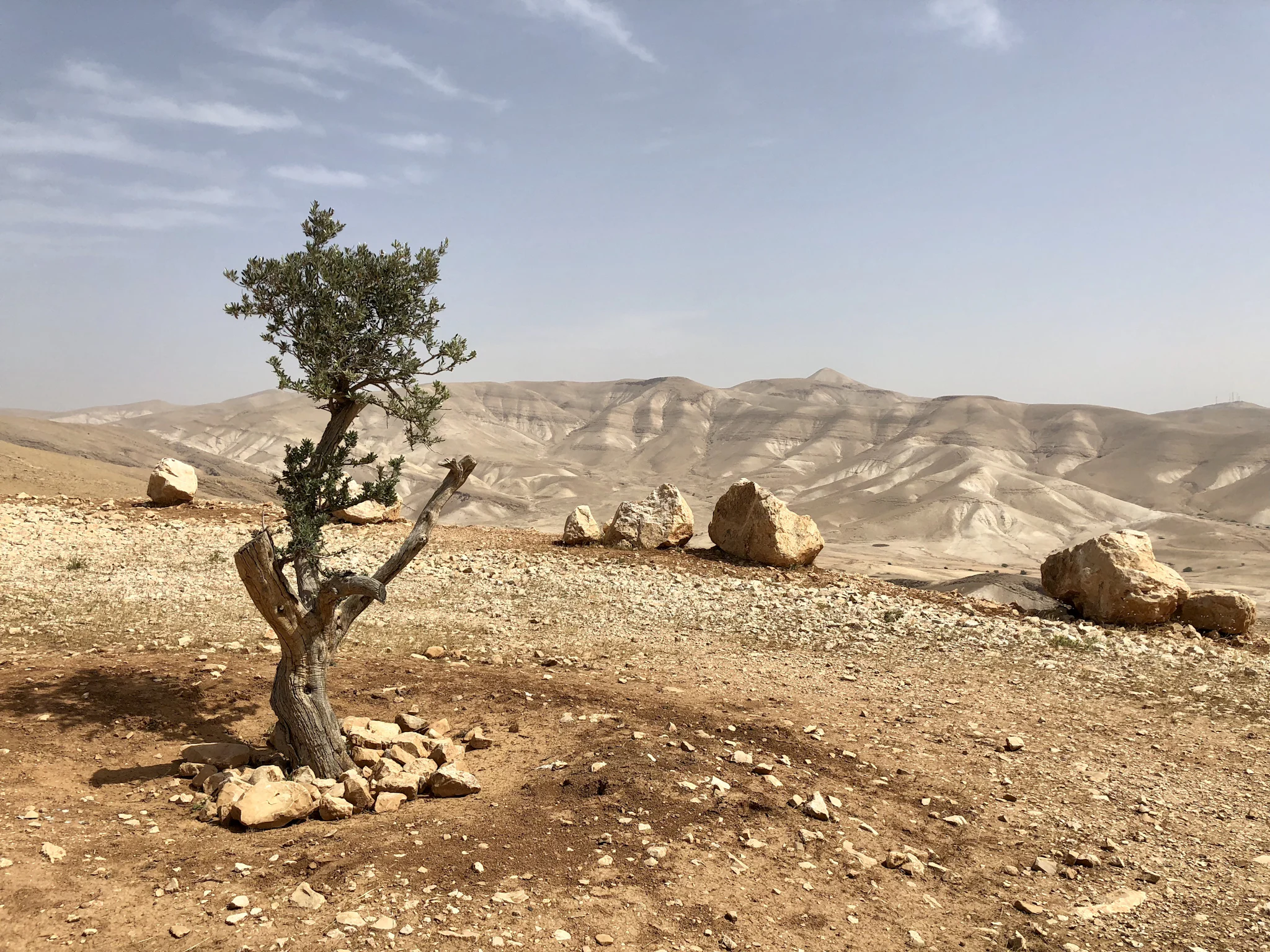 A lone tree on a stony hilltop with dry, pale hills stretching into the distance