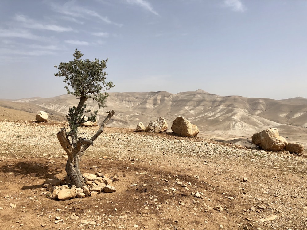 green tree on brown sand during daytime