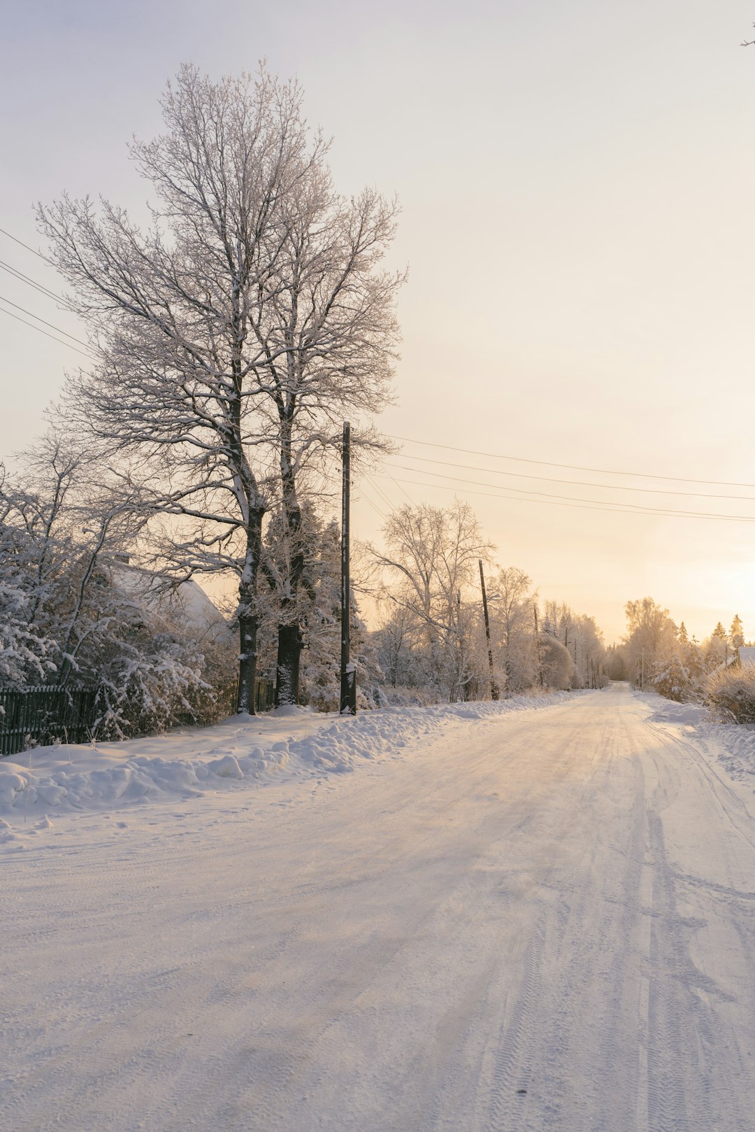 bare trees on snow covered ground during daytime