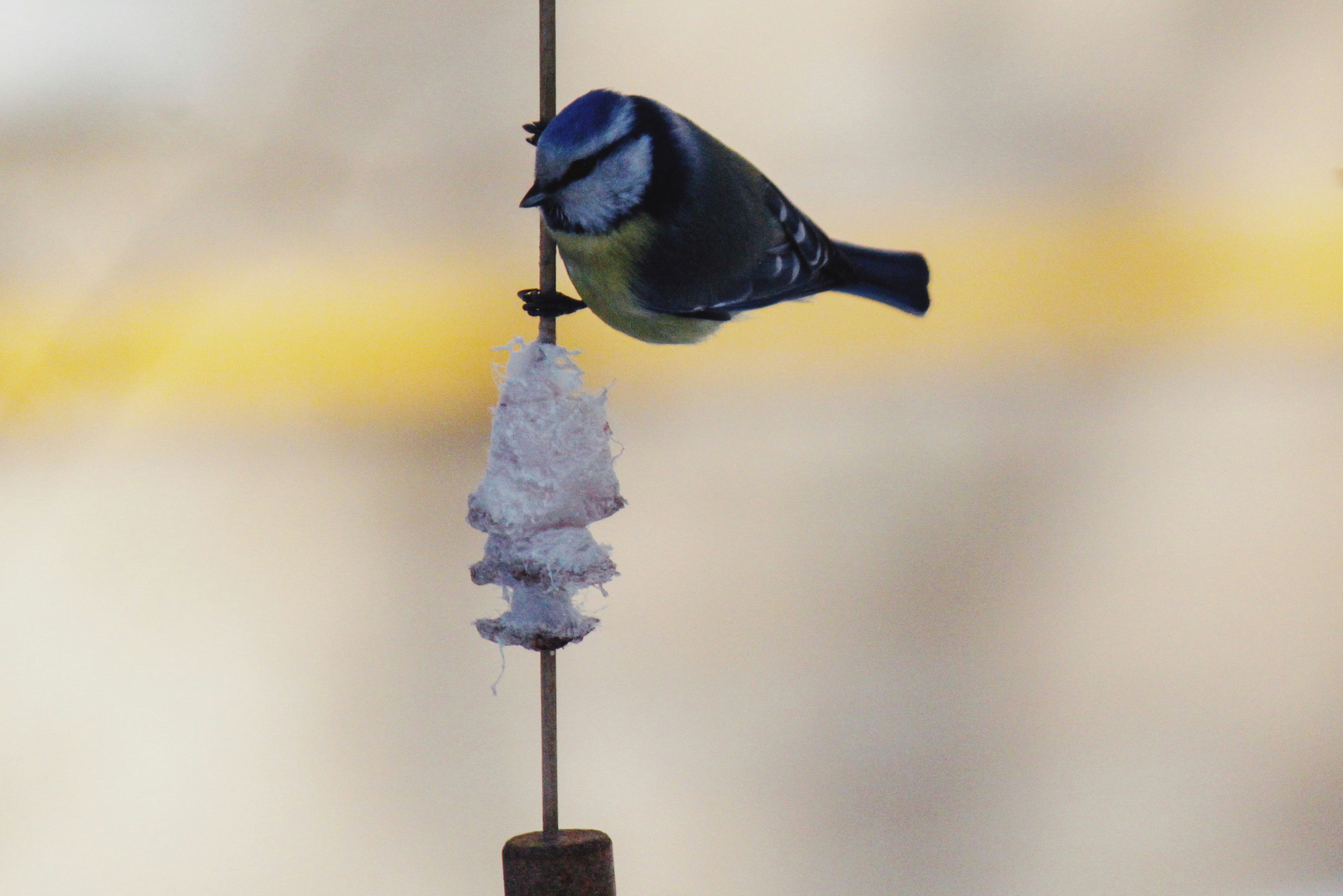 Photo by sesambrotchen