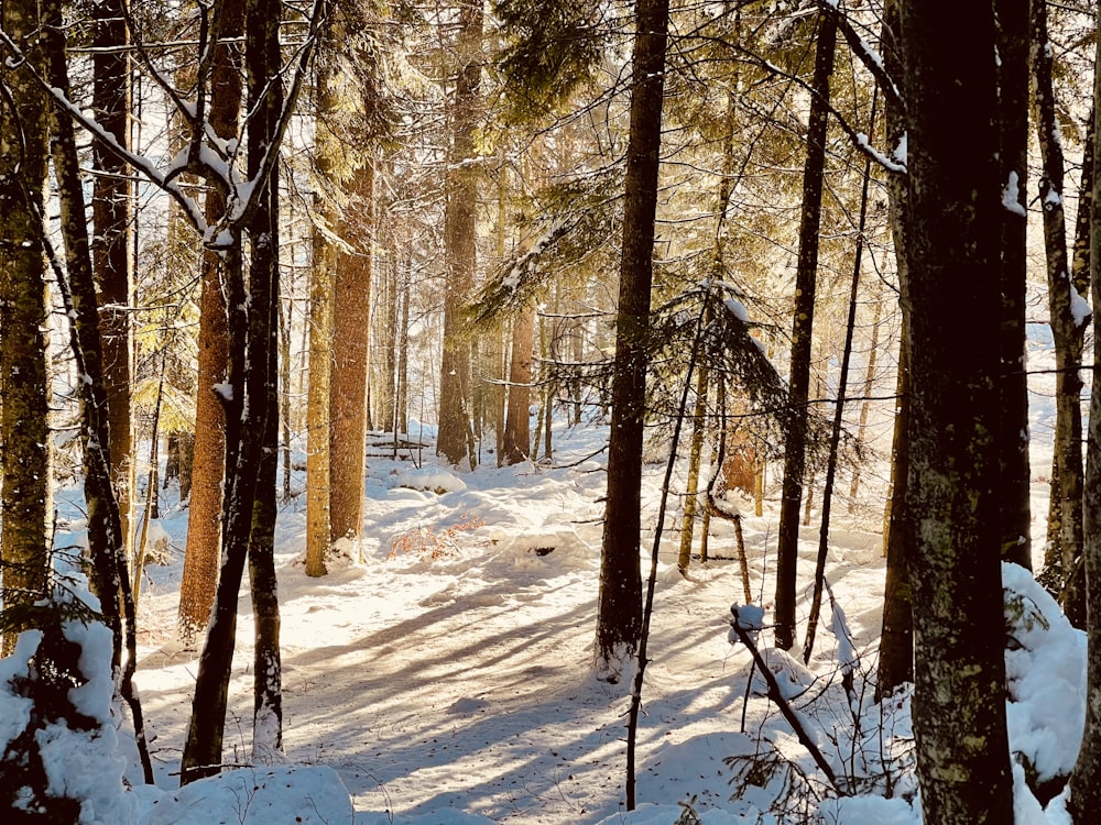 brown trees on snow covered ground during daytime