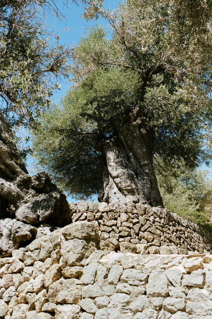 Ulivo secolare tra le pietre di un paesaggio mediterraneo