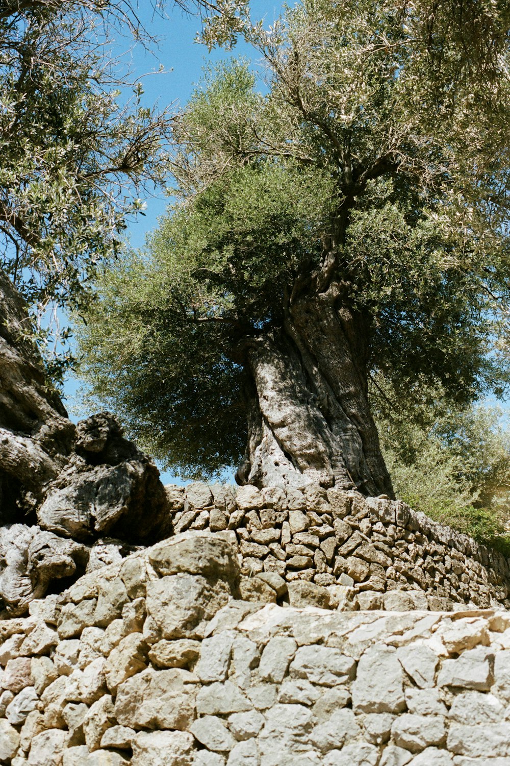 green trees on rocky hill during daytime