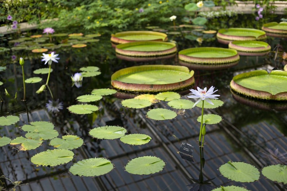 green water lily pads on water