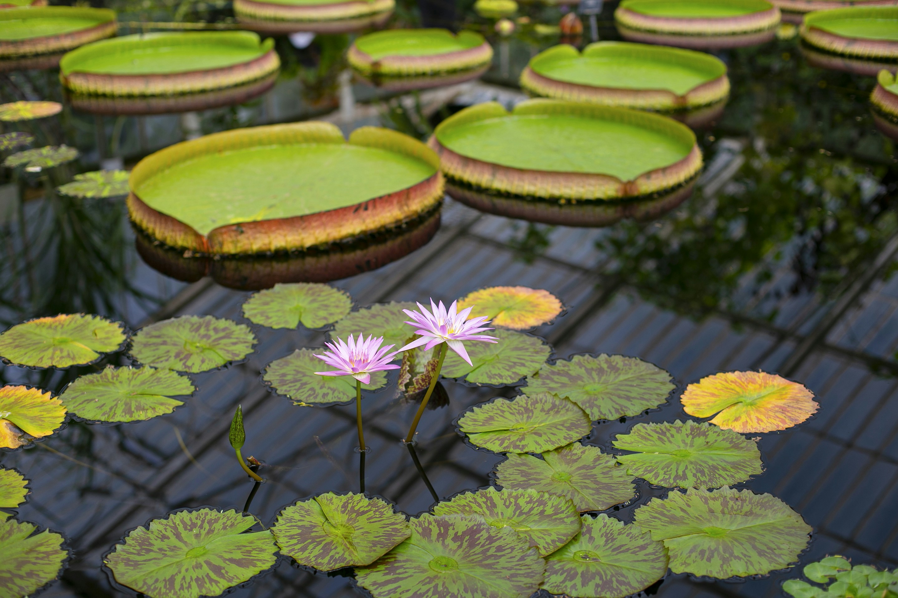 green and brown lotus flower, Water lilies