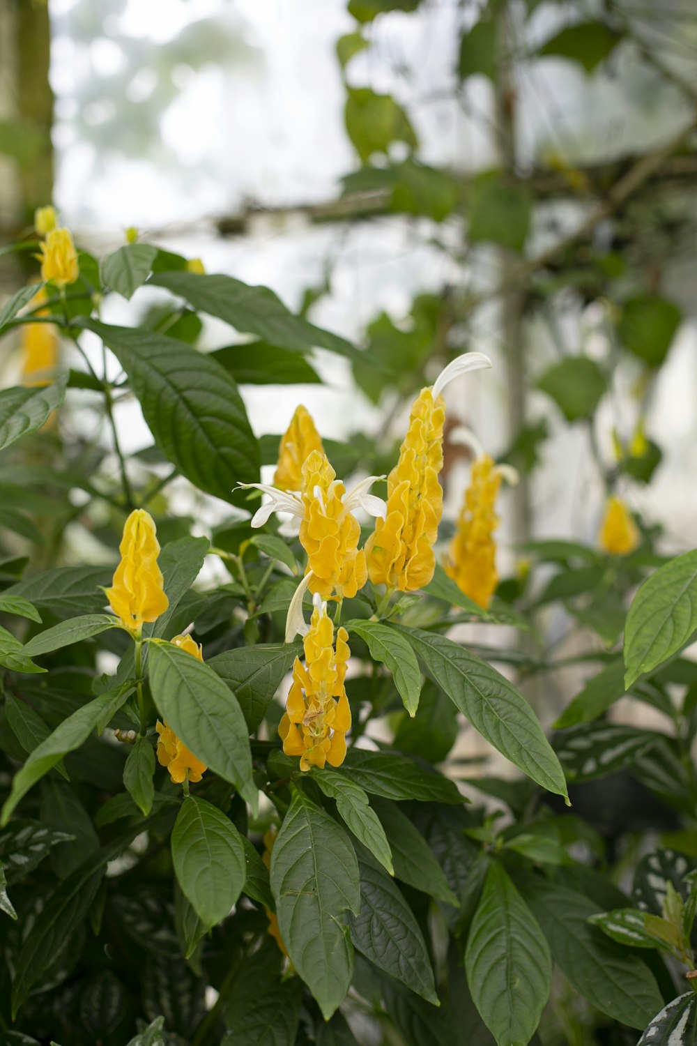 yellow flower with green leaves