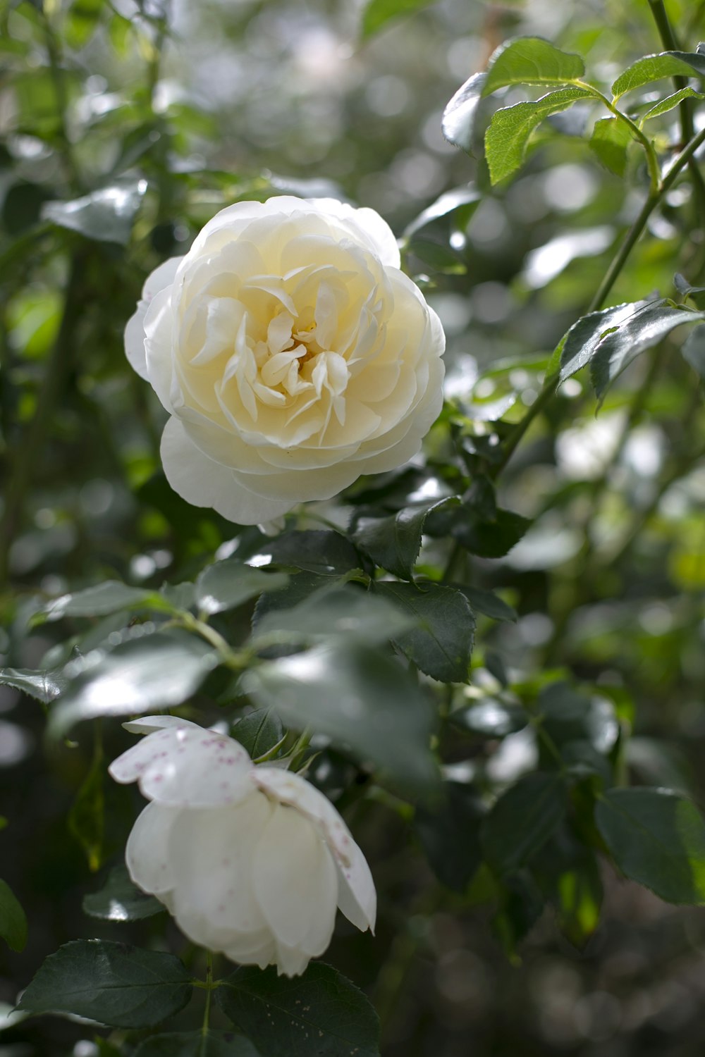 white rose in bloom during daytime