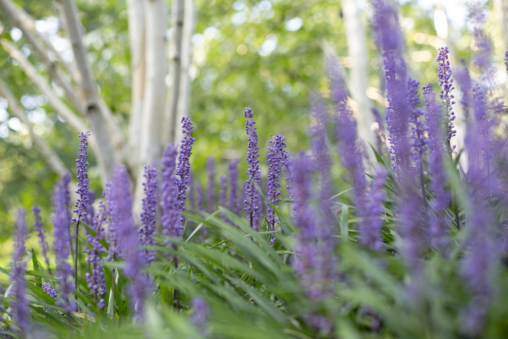 purple flower on green grass field during daytime