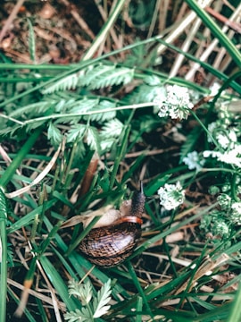 A snail with a shiny, brown shell crawls through a patch of green grass and small white flowers. The environment is natural, with varying shades of green and the texture of the grass and plants evident. The snail's antennae are extended as it moves across the damp soil.