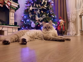 A cozy cat lounging on a festive cushion with birthday decorations in the background.