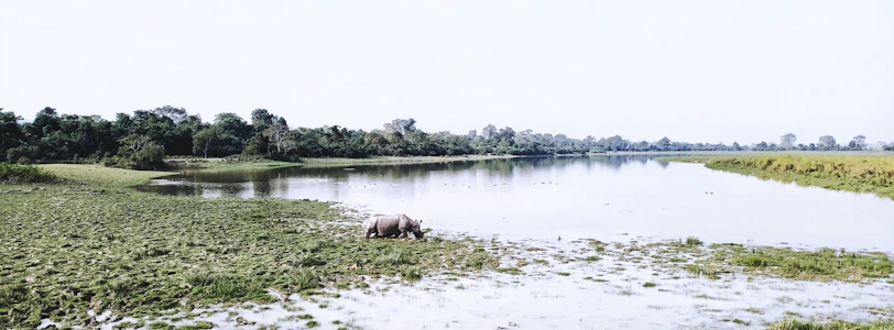 A peaceful scene of a rhino grazing near a riverbank with forested hills in the background.