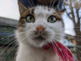 A close-up of a cat with a hand-knitted scarf, looking curiously at the camera.