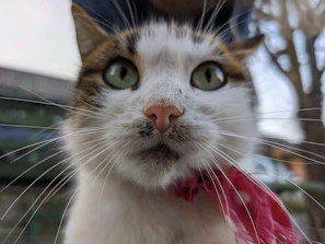 A close-up of a cat with a hand-knitted scarf, looking curiously at the camera.