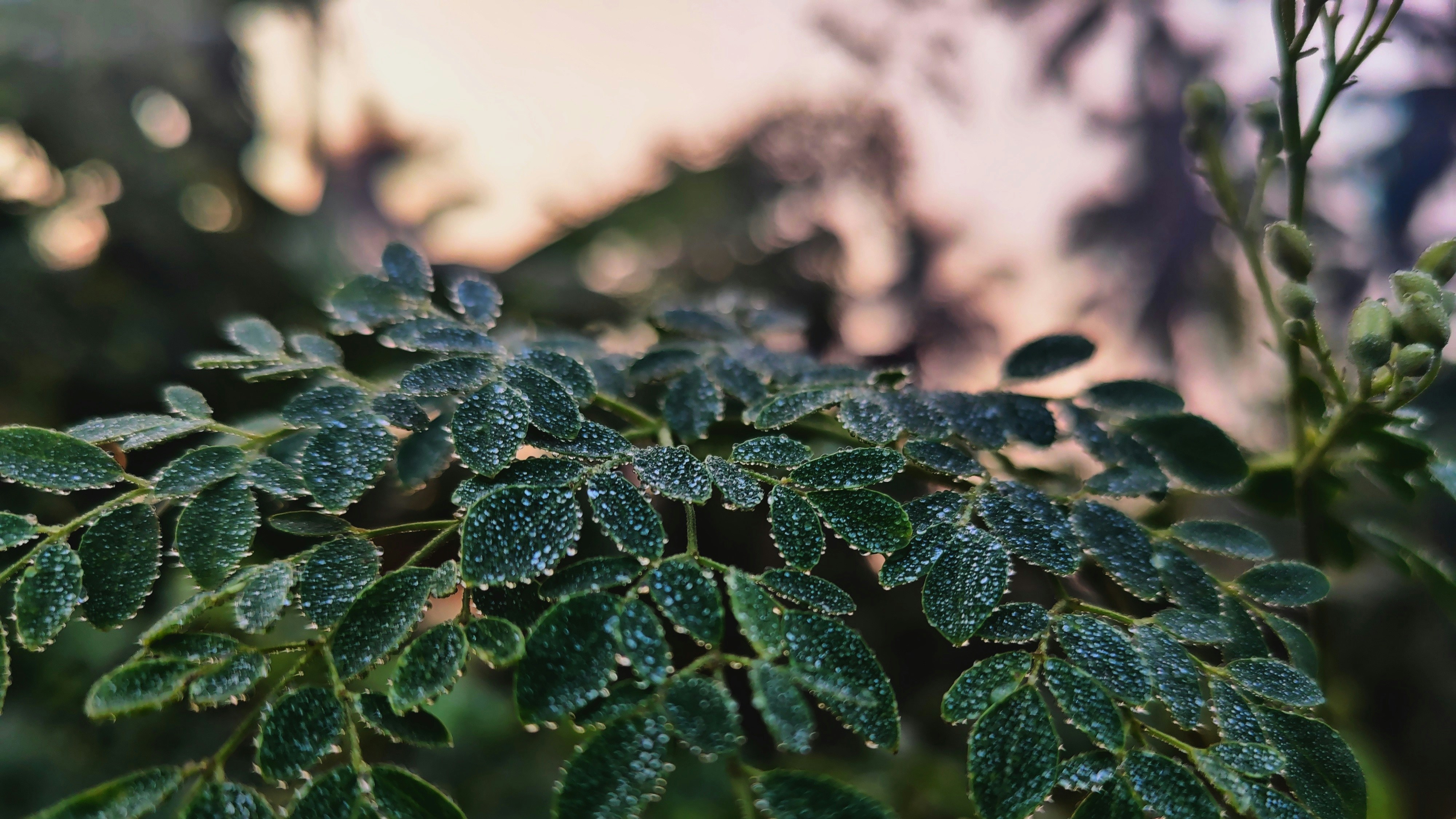 Morning dew on leaves at sunrise. 