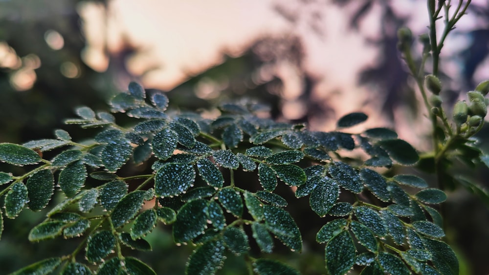 green leaves with water droplets