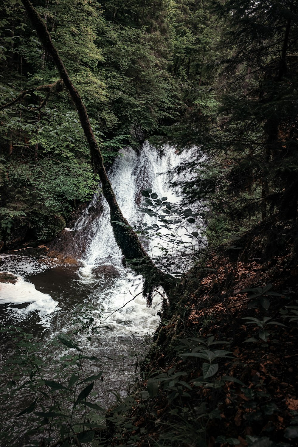 water falls in the middle of green trees