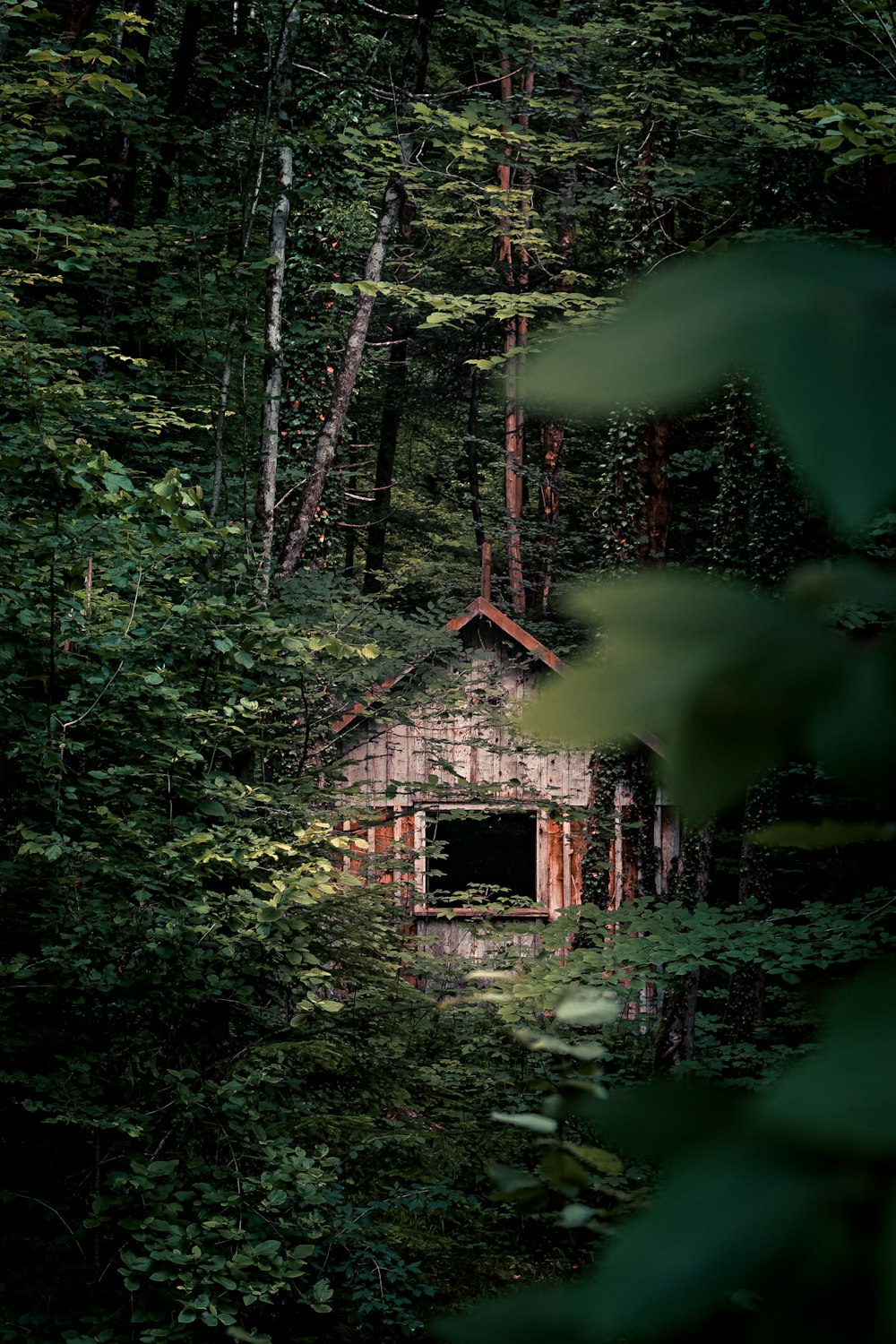 森の真ん中にある茶色の木造家屋