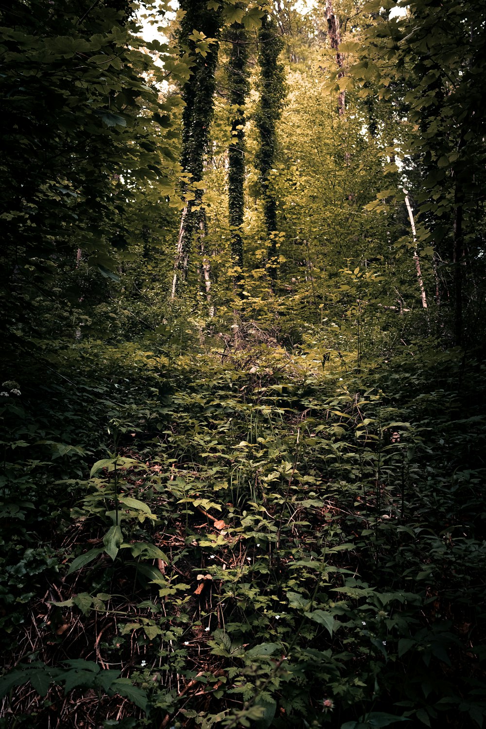 green and brown trees in forest during daytime