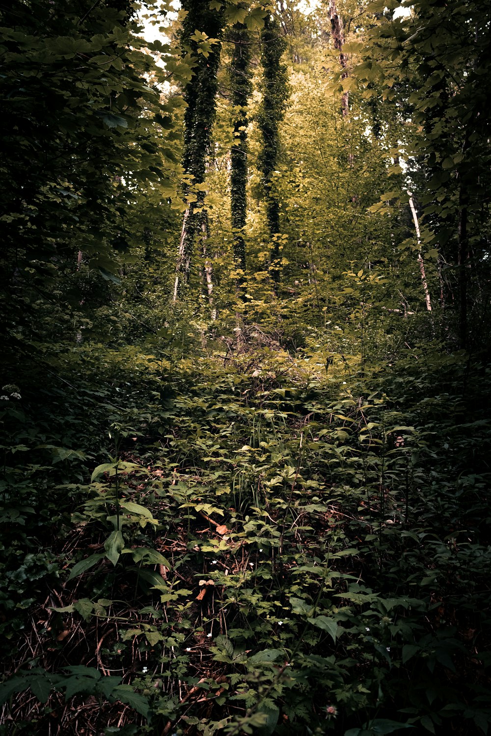Árboles verdes y marrones en el bosque durante el día