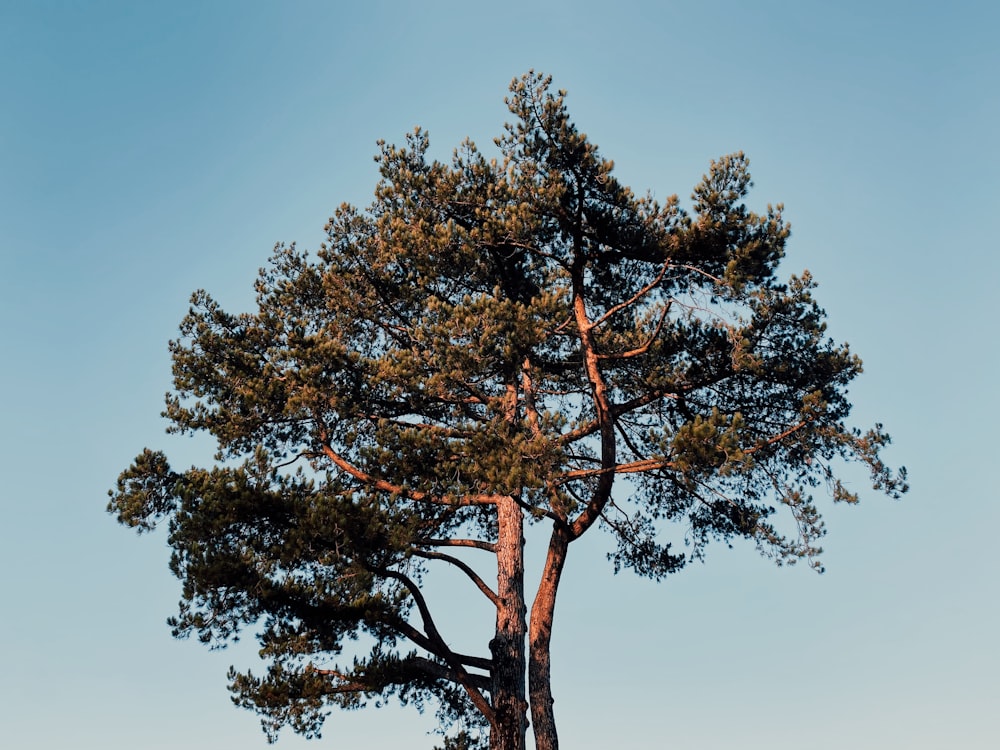 green tree under blue sky during daytime