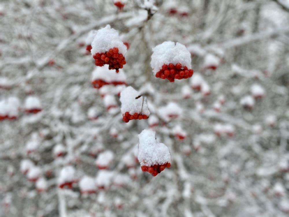 white snow on tree branch