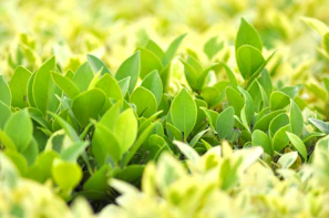 Close-up of fresh green herbal leaves arranged on a rustic wooden table, bathed in soft natural light.