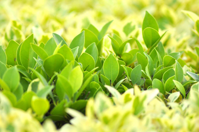 Close-up of vibrant moringa leaves bathed in soft morning light