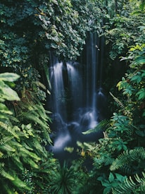 A lush, dense jungle scene featuring a waterfall cascading down from a rocky ledge, surrounded by an abundance of vibrant green foliage. Ferns and various tropical plants frame the waterfall, creating a secluded and natural atmosphere.