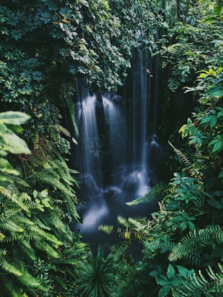 A lush, dense jungle scene featuring a waterfall cascading down from a rocky ledge, surrounded by an abundance of vibrant green foliage. Ferns and various tropical plants frame the waterfall, creating a secluded and natural atmosphere.