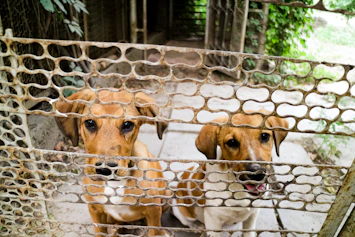 brown and white short coated dog on cage