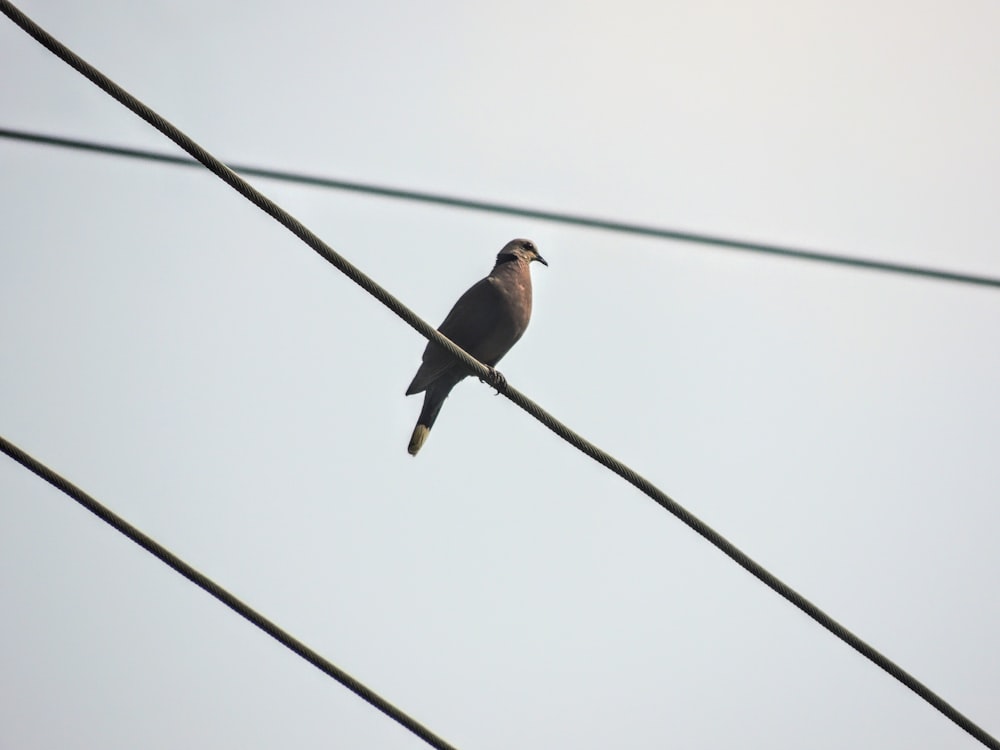 brown bird perched on wire during daytime