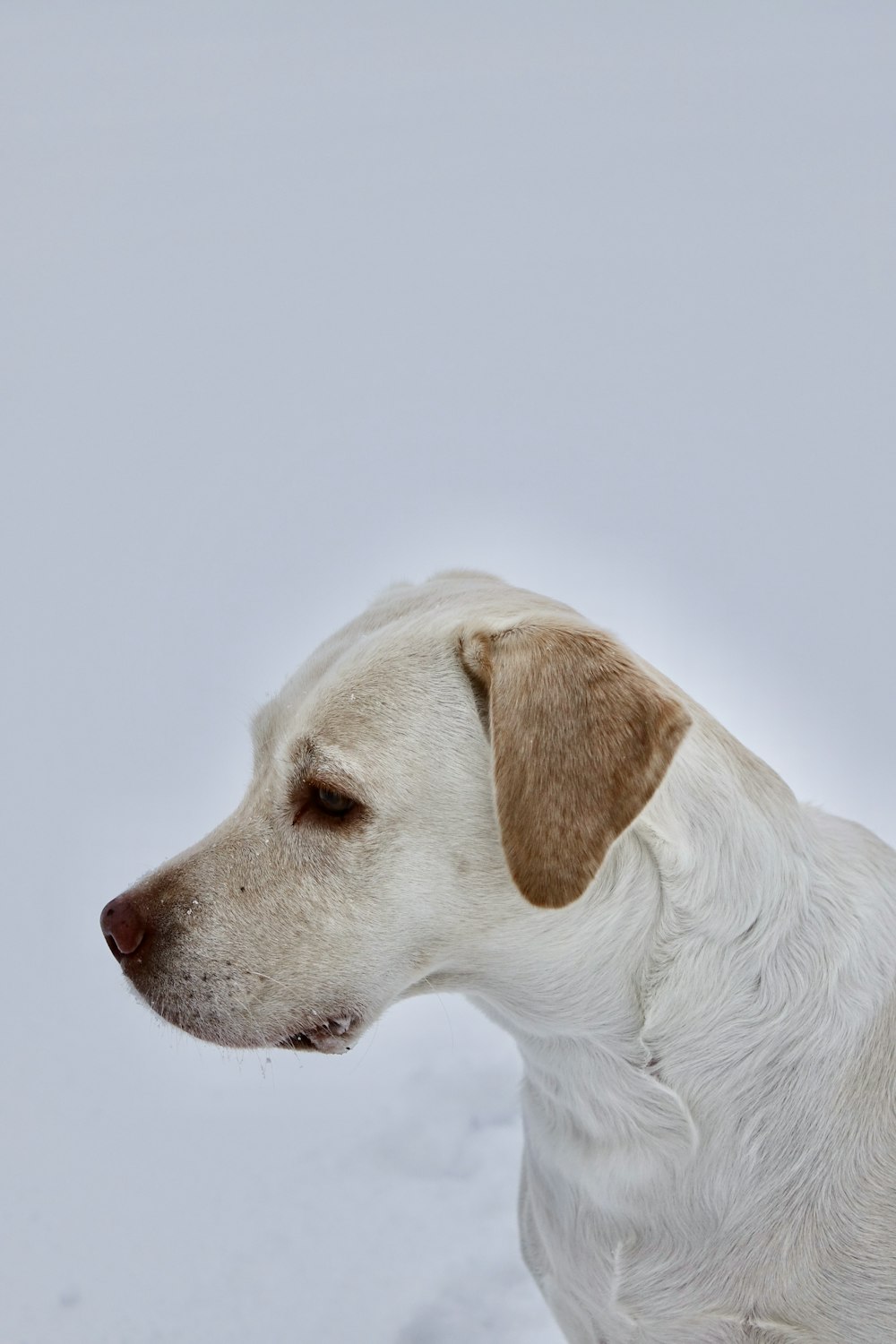 white short coated dog lying on white surface