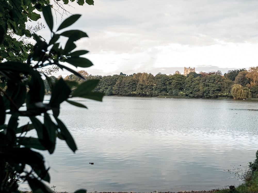 green trees beside river under cloudy sky during daytime