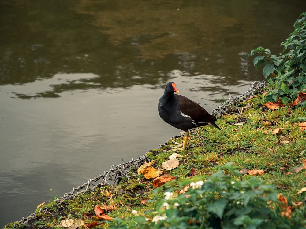 black bird on rock near body of water during daytime