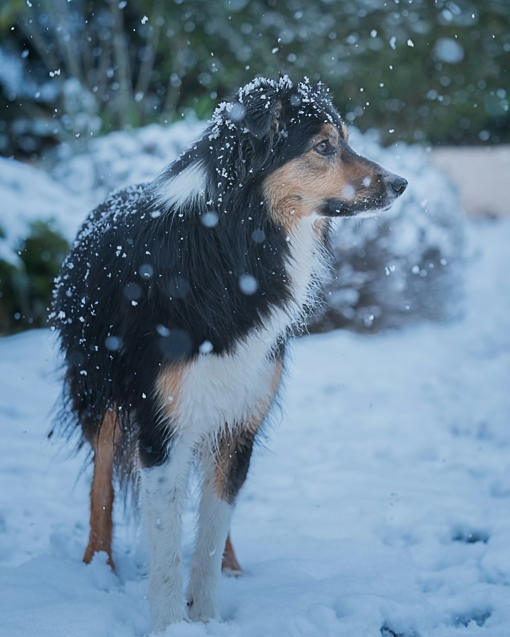 black white and brown long coated dog on snow covered ground during daytime