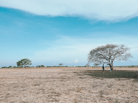 green trees on brown field under blue sky during daytime