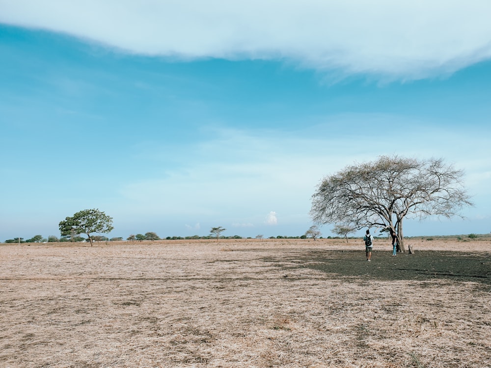 Alberi verdi sul campo marrone sotto cielo blu durante il giorno