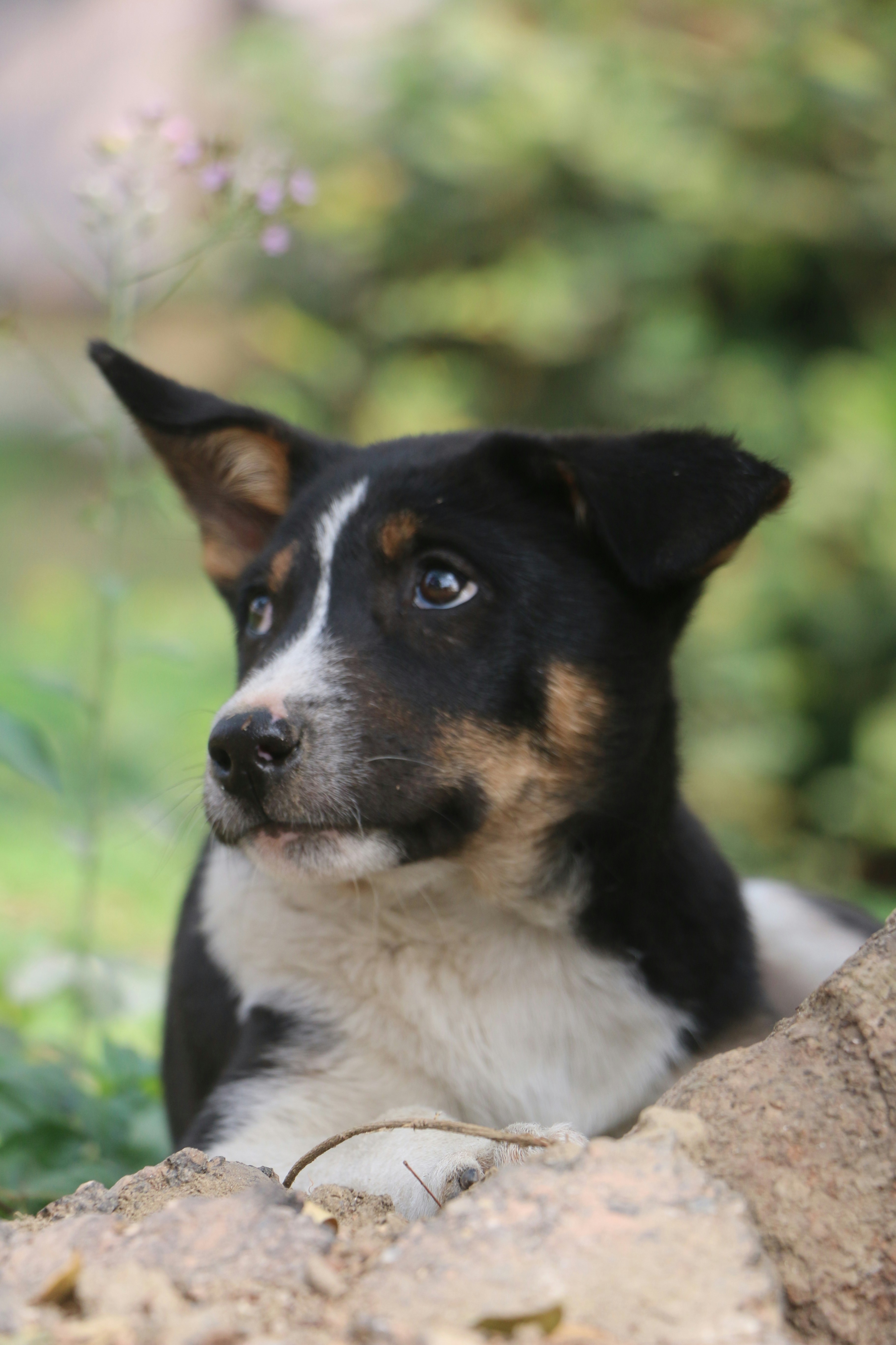 black and white short coated dog