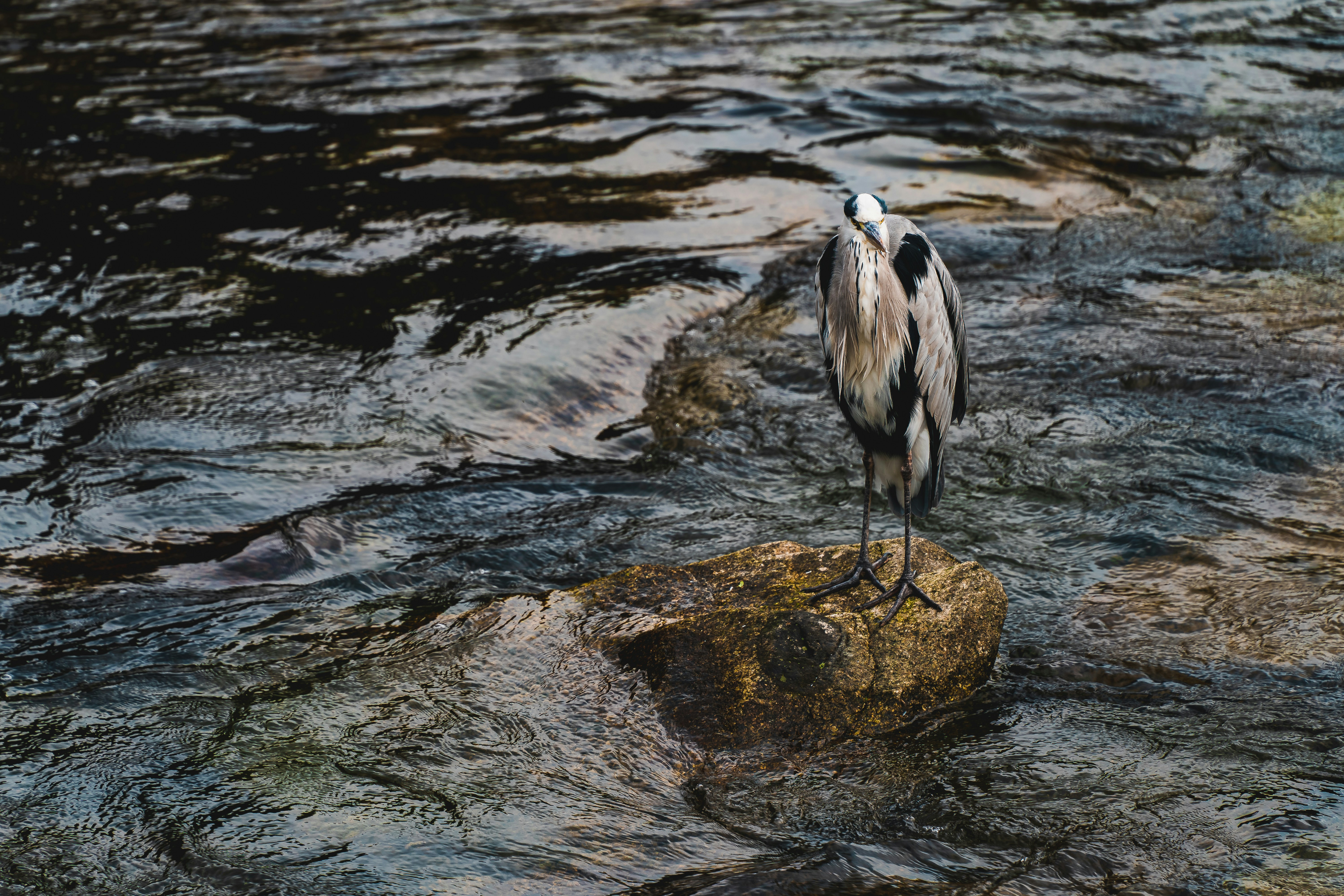 Photo by satoshin_73