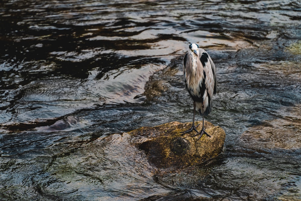 black and white bird on rock near water