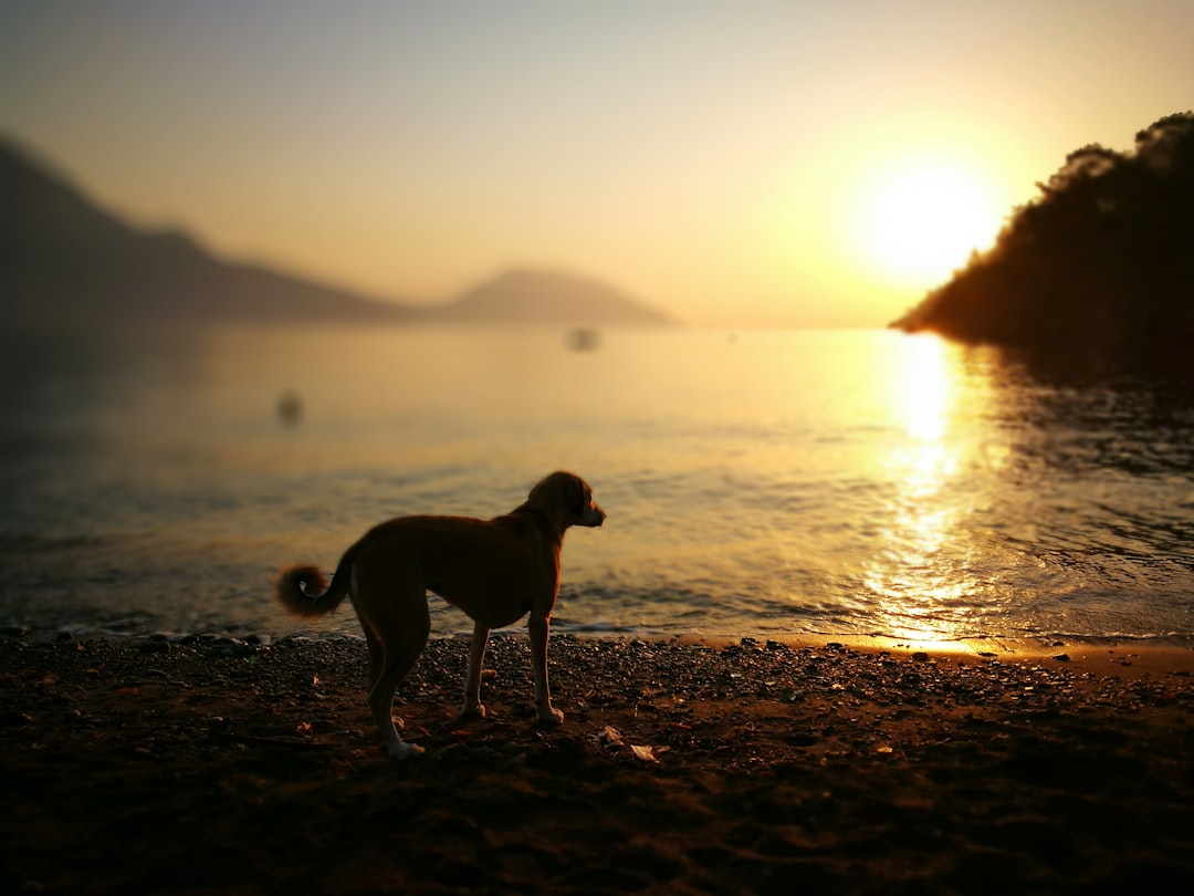 black and white short coated dog standing on seashore during sunset