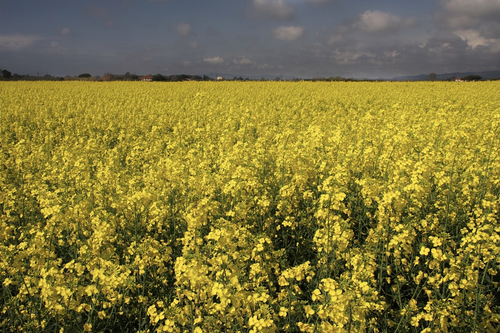 yellow flower field under cloudy sky during daytime