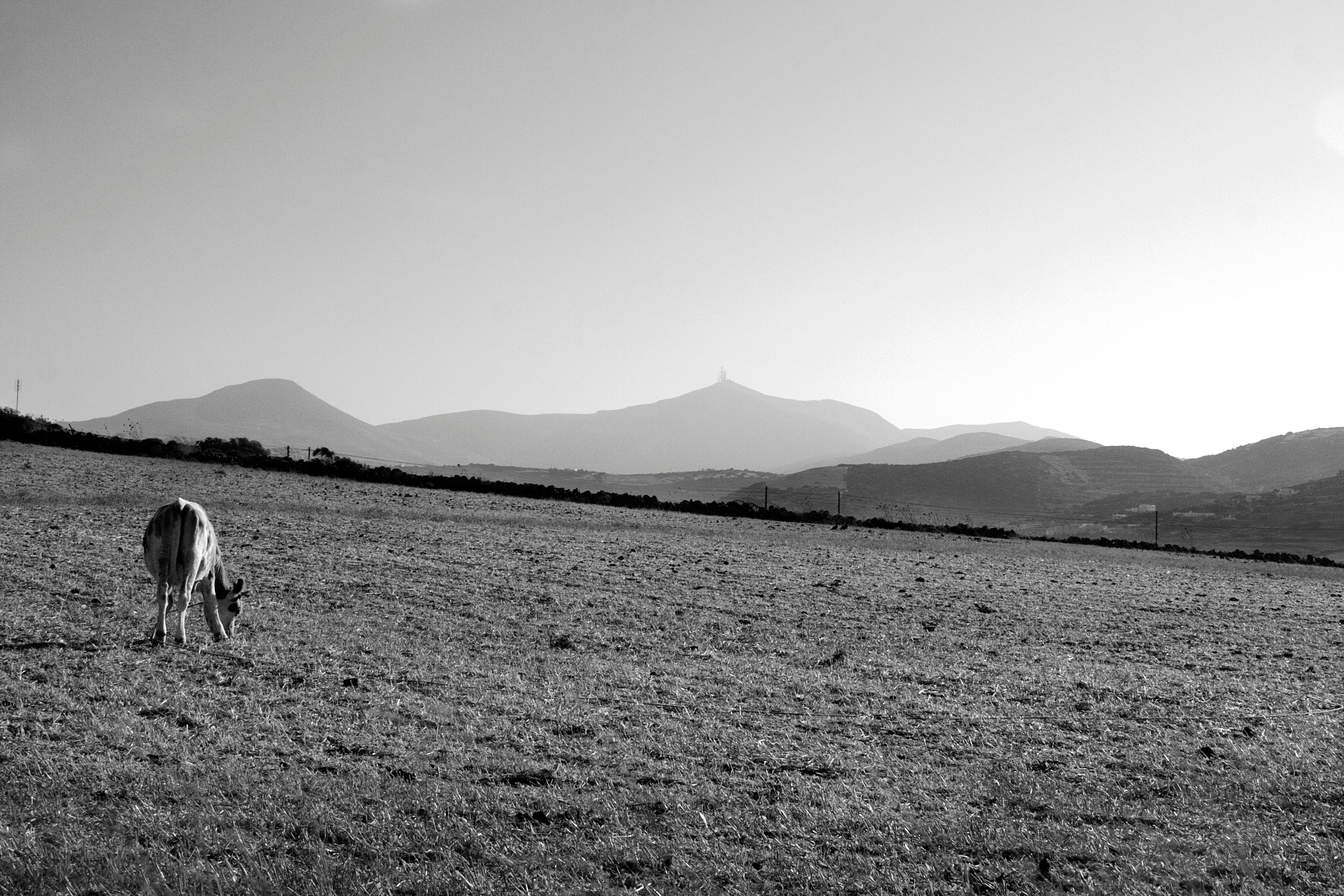 silhouette of person walking on grass field near mountains during daytime