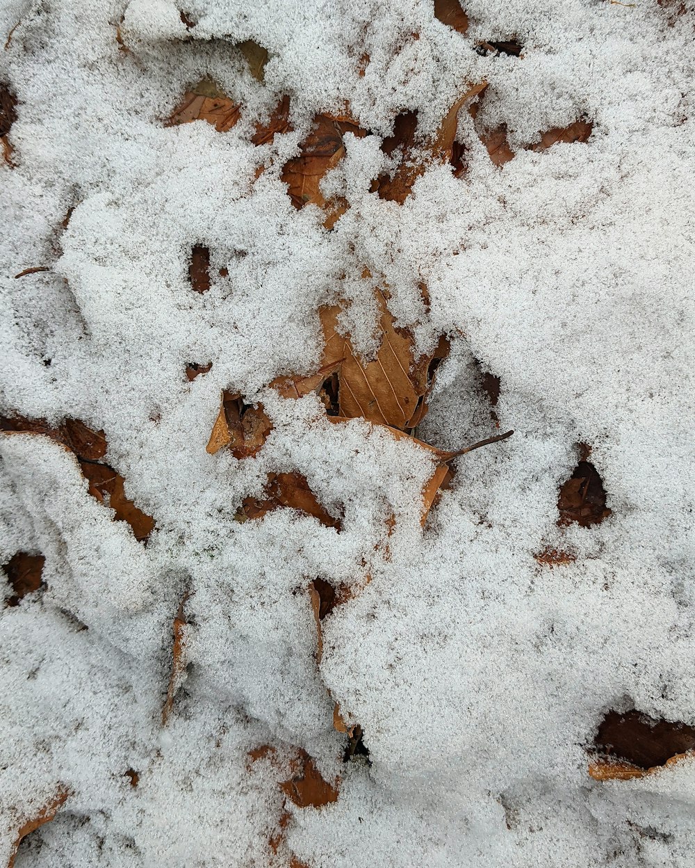 brown dried leaves on white snow