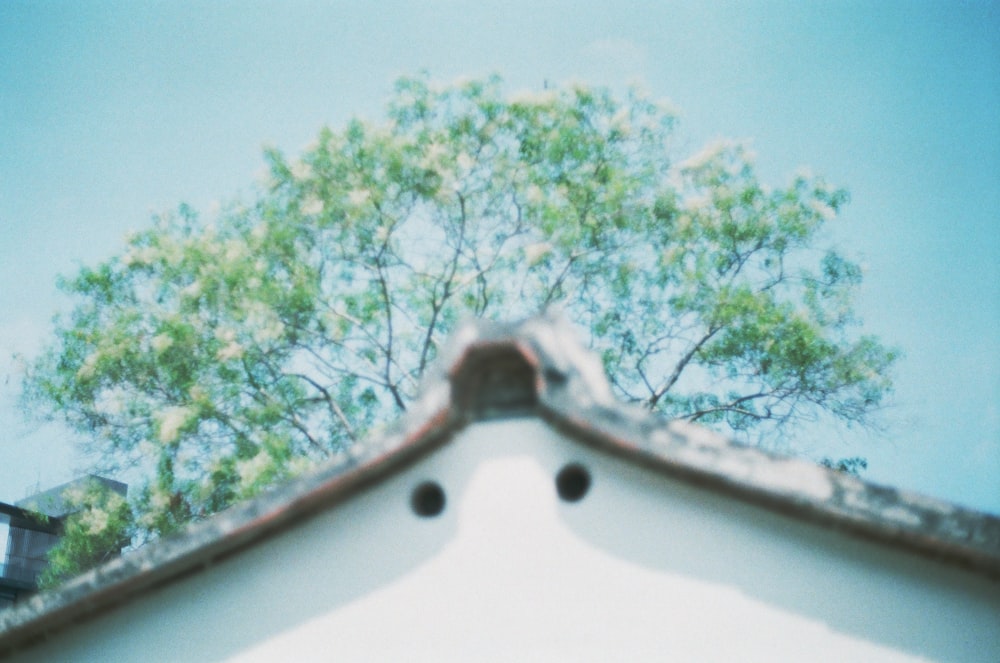 white and green tree under blue sky during daytime