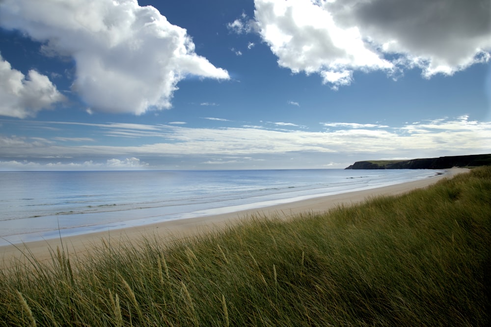 green grass field near sea under blue sky and white clouds during daytime