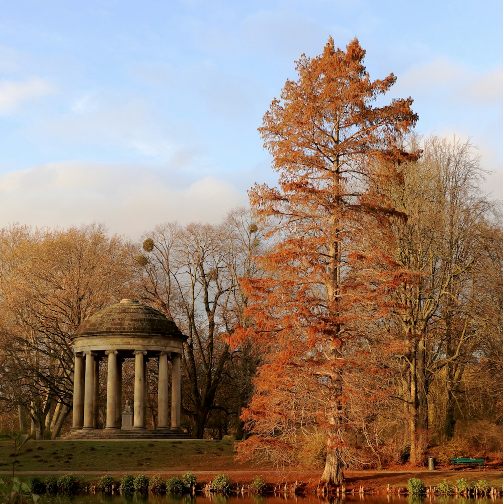 alberi marroni sotto il cielo bianco durante il giorno